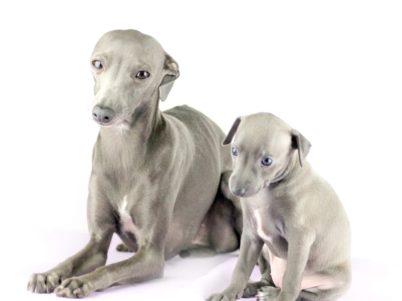 Une lévrière italienne adulte et son chiot, assis côte à côte