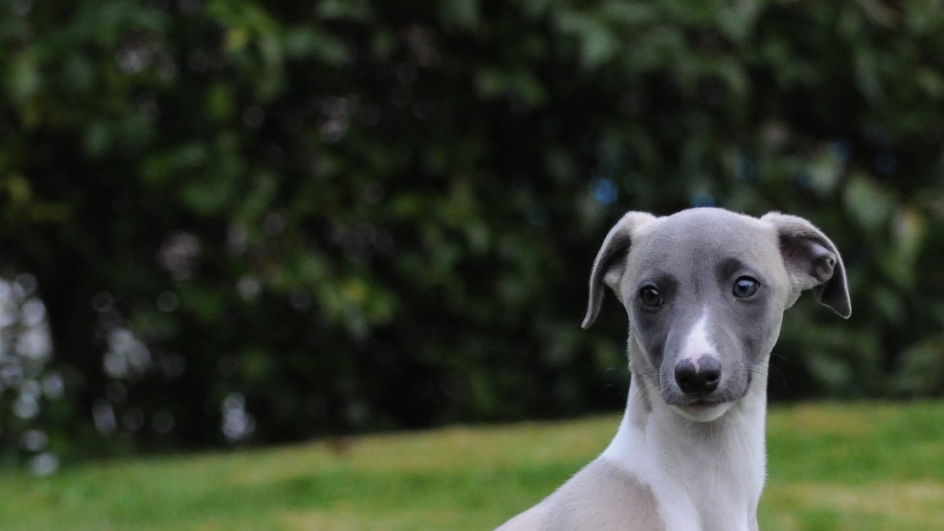 Jeune whippet gris-bleu au regard calme, en plein air